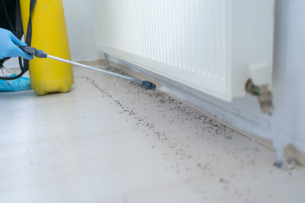 Best Flea Control Services  in English, IN